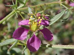 Image result for Fagonia isotricha