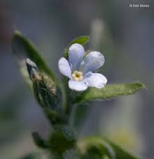 Image result for Blumea squarrosa