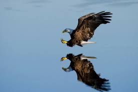 We did not find results for: 8 Filosofi Burung Elang Yang Bisa Jadi Pedoman Hidup