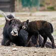 Image result for yak