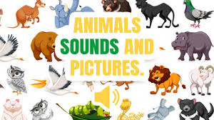Sounds Of Animal And Birds Ultimate List