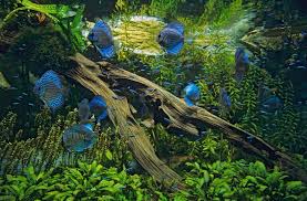 Planted Tank Discus And Cardinals Akvaryumlar Evcil Hayvanlar Akvaryum