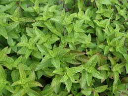 Image result for Platostoma