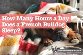 After seeing this you'll realize it is probably quite normal. How Many Hours A Day Does A French Bulldog Sleep Habits Schedule