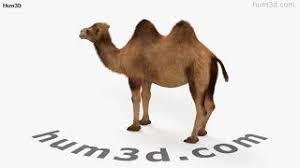 Posted on september 6, 2018. Camel Hd 3d Model Animals On Hum3d