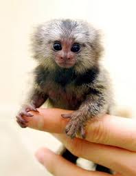 At tiny happy faces, you can buy a finger monkey now at a fairly cheap if you have always loved finger monkeys but due to the high price, you are unable to buy one. Maryland Young Finger Marmoset Monkey S Available Pets And Animals In Maryland Aberdeen