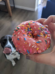 Order your very own custom dog cake today, and get a great value. Take Him To A Dog Bakery One Time And Now He Thinks All Treats Are For Him Happy National Donut Day Aww