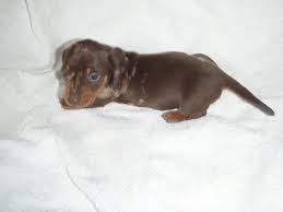 Qualität & sicherheit aus deutschland. Sausage Dog Adoption Uk