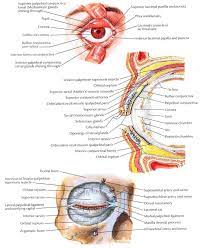 Medicine Eye Health Medical University