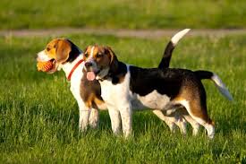 Every name ends up unique and extremely describing of the dogs character. Beagle Dog Names 345 Dognames Info