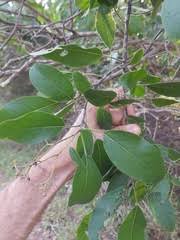 Image result for Hilsenbergia