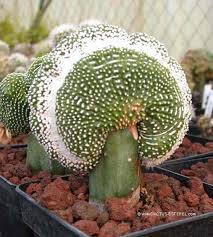 Natively found in south american countries like peru, chile, bolivia, and ecuador but grown in other parts of the world as well. Echinopsis Pachanoi Syn Trichocereus Pachanoi Known As San Pedro Cactus Succulents Suculent Plants Cactus House Plants