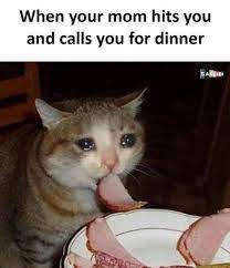 Funny Cat Meme Follow On Instagram Fun Quotes Funny Crazy Funny Memes Funny Relatable Memes