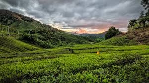 Want to discover art related to cameronhighland? Pictures Malaysia Cameron Highlands Nature Hill Fields 1920x1080