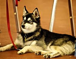 Large, strong sled dogs were needed for transporting people and goods over great distances. Alaskan Klee Kai Nordische Gruppe Hunderassen