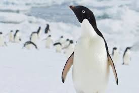 There are approximately 17 to 19 penguin species that live primarily in the southern hemisphere. Penguins Might Just Be Nature S Most Perverted Animals