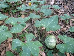 Image result for Cucurbita moschata