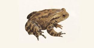 Toad poisoning (or toxicity) occurs when a dog is exposed to the toxins secreted by certain species of toads. Common Toad Where Toads Live And How They Mate The Rspb