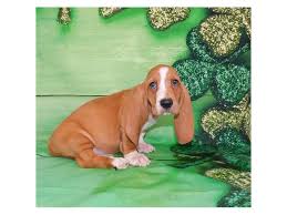 Bella the female is still a pup and we are still waiting to see what she's going to be like. Basset Hound Puppies Visit Petland In Grove City And Columbus Ohio