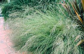 Image result for Eragrostis curvula