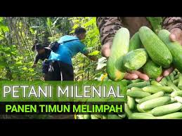 Manfaat yang didapat dari mengonsumsi kerang. Resep Tumis Kerang Kupas Simpel Rasanya Enak Banget Youtube
