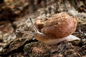 Image result for Stenostelma