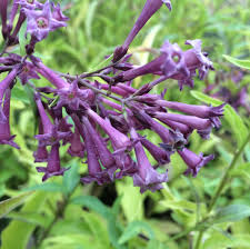 Image result for Cestrum