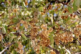 Image result for Combretum imberbe