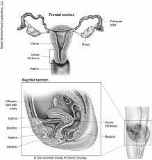 This online material is designed to review the physiological properties of smooth muscle in the human body. Location And Anatomy Of The Uterus A Smooth Muscle Organ The Download Scientific Diagram