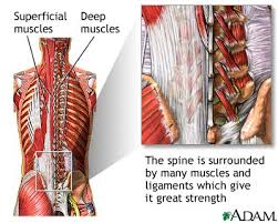 This area, known as the thoracic vertebrae, may develop on its own. Scoliosis Exercises Effective Non Surgical Techniques