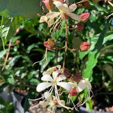 Image result for Clerodendrum abilioi