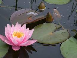 Pink Water Lily 5 Seeds Nymphaea Etsy In 2021 Water Lily Water Lilies Rhizome