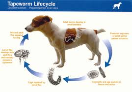 tapeworms in dogs symptoms treatment prevention