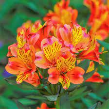 Pin On Flowers