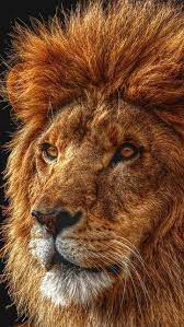 Lion Shadow Mane Eyes King Of Beasts Predator 52250 640x1136 Majestic Animals Lion Pictures Wild Cats