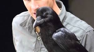 Brann The Raven Lloyd Rose Buck Tickenham West Window Appeal 23 05 15 Youtube