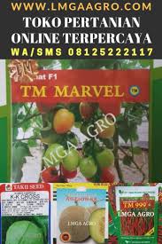 Toko Pertanian Lmga Agro Jual Benih Murah 08125222117 Wa Sms Lmga Agro Toko Pertanian Lmga Agro Tempatnya Jual Benih Dan Sarana Pendu Benih Petani Sayuran