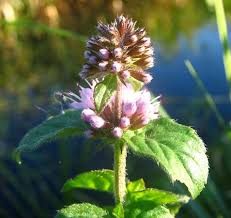Image result for Lamiaceae