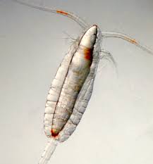 Image result for Paralytic Shellfish Poisoning