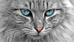 Ruyada Kedi Eti Yemek Gormek Ruya Tabirleri