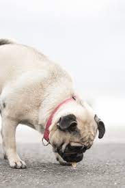 Honey nut cheerios are safe for the dogs if you give them to dogs in small quantity. Can Dogs Eat Cheerios Or Honey Nut Cheerios A Quick Answer Explained