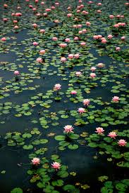 Waterlily Ii Plant Aesthetic Water Lilies Lotus Flower Pictures