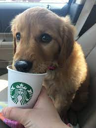 Puppy With A Starbucks Pup Cup Cute Funny Animals Puppies Cute Animals