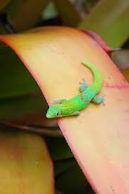 The harmless gold dust gecko is tiny compared to the giant day gecko. I Spy A Gold Dust Day Gecko Gecko Gecko Tattoo Chameleon Lizard