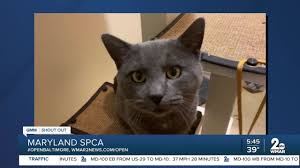 We do this through adoption, spay/neuter and outreach programs. Pets Up For Adoption At The Maryland Spca Youtube