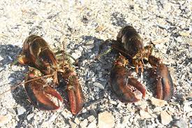 Is There A Difference Between Maine And Canadian Lobsters