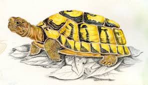 Naturalistische Zeichnung Mit Buntstiften Schildkrote Schildkrote Zeichnung Schildkrote Zeichnen Zeichnung