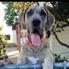 Jul 21, 2001 · north carolina great dane rescue. Bentley Farms Great Dane Rescue Home Facebook