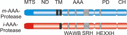 Sie werden in der umgebung der zielzelle freigesetzt und führen dort zu einer perforation der zellmembran und schließlich zur apoptose. Abb 3 Schematische Darstellung Mitochondrialer Aaa Proteasen Die Download Scientific Diagram