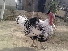 The wild turkey is native to northern mexico and the eastern united states. Domestic Turkey Wikipedia